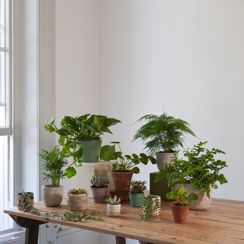 Bargain Plant Hampers-Potted & Unpotted-Full & Half