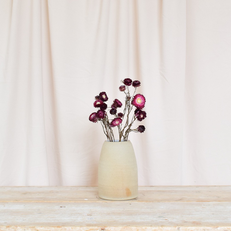 Burgundy straw flower dried bunch