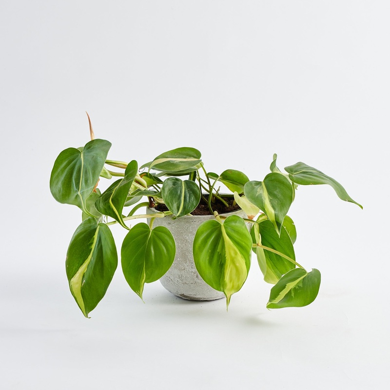 Philodendron Scandens (Pothos)