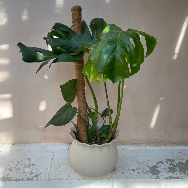 Coir Stick | 2 Sizes Available