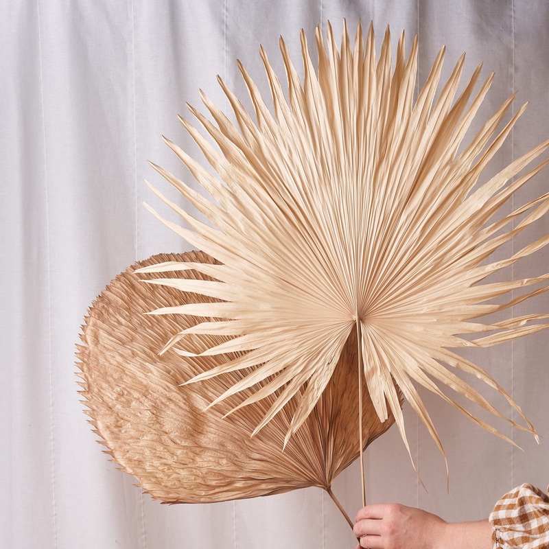 Malibu Dreamer: Fan palm large bleached