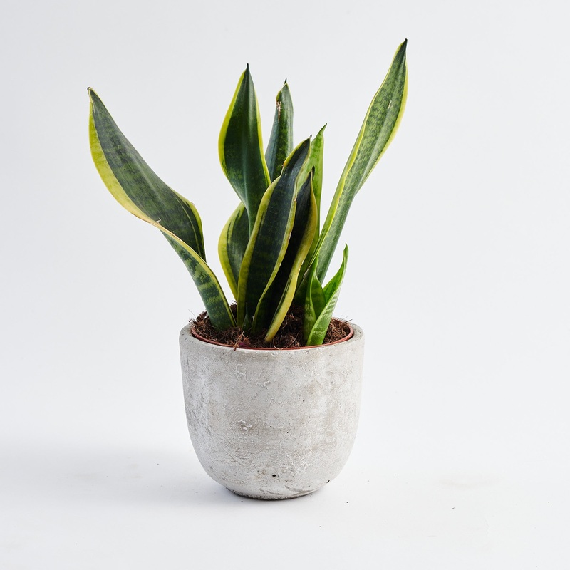 Snake plant (Sansevieria Superba)