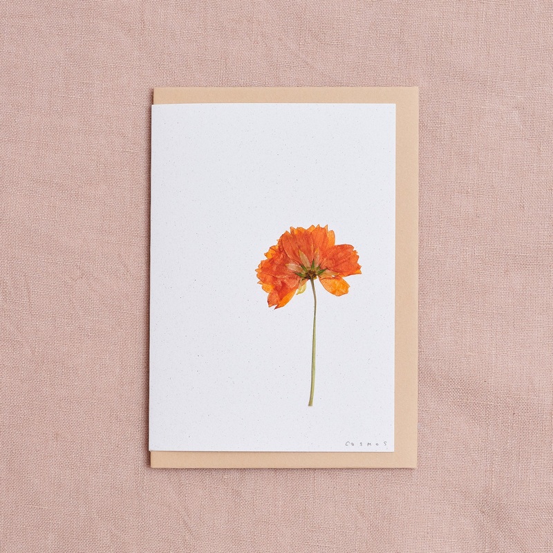 Real Pressed Flower Greetings Card : Cosmos