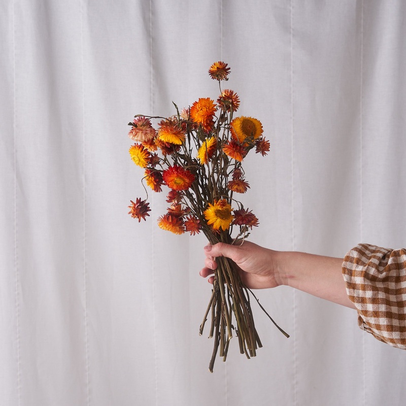 Orange straw flower dried bunch