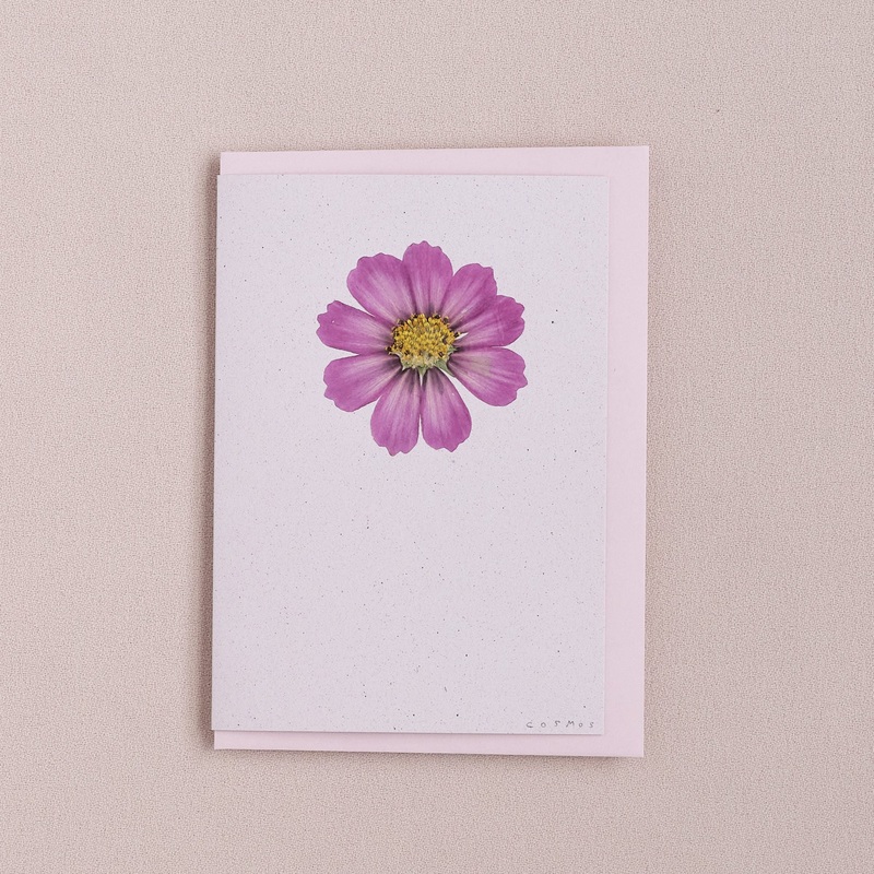 Real Pressed Flower Greetings Card : Purple Cosmos