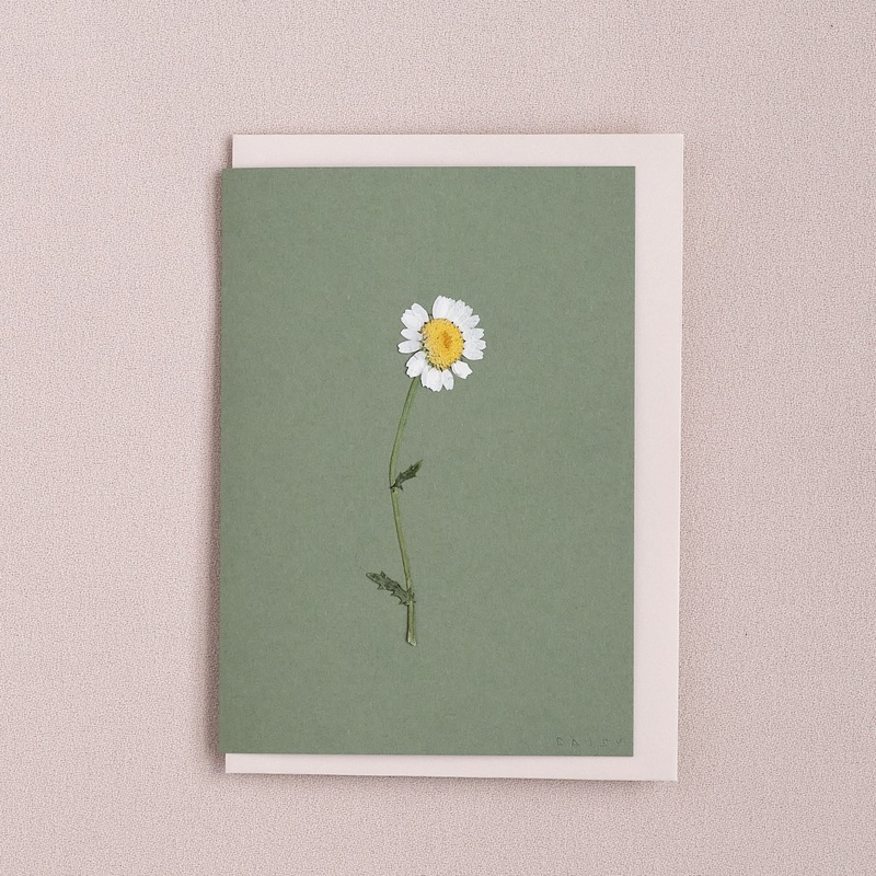 Real Pressed Flower Greetings Card : Stemmed Daisy