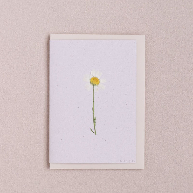 Real Pressed Flower Greetings Card : Stemmed Daisy White Background