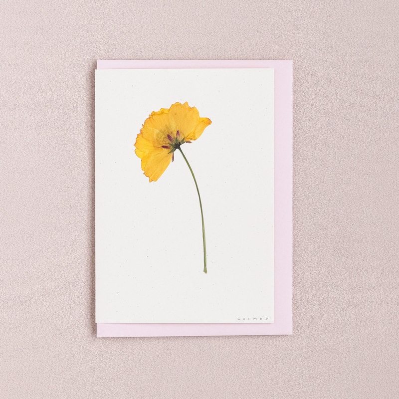 Real Pressed Flower Greetings Card : Yellow Stemmed Cosmos
