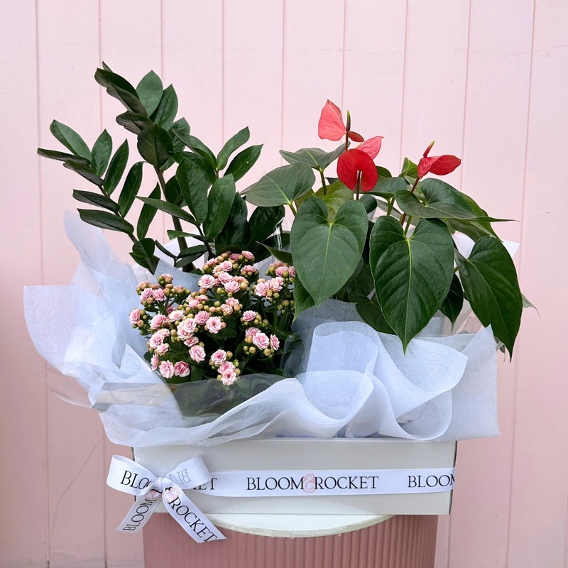 Bloom Plant Hamper-Small Bloom Box & Medium Bloom Box & Large Bloom Box