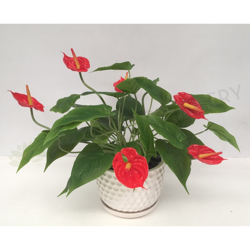 FA1041 – Potted Plant – Red Anthurium (40cm high)