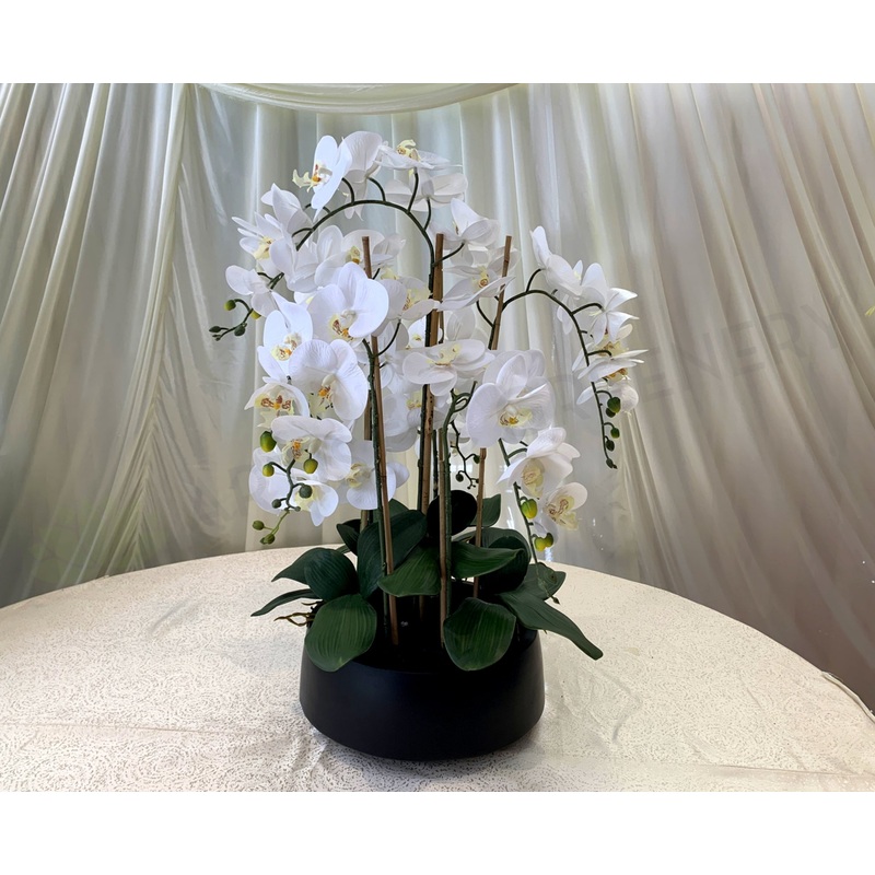 FA1081 – Elegant White Orchid Arrangement 75cm Tall