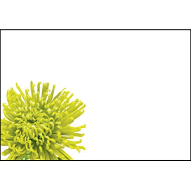 Pack of 50 Florist Cards – Blank Lime Chrysanthemum