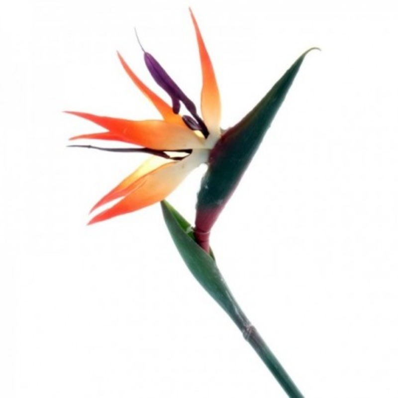Bird of Paradise – Natural (85cm long) BP0117