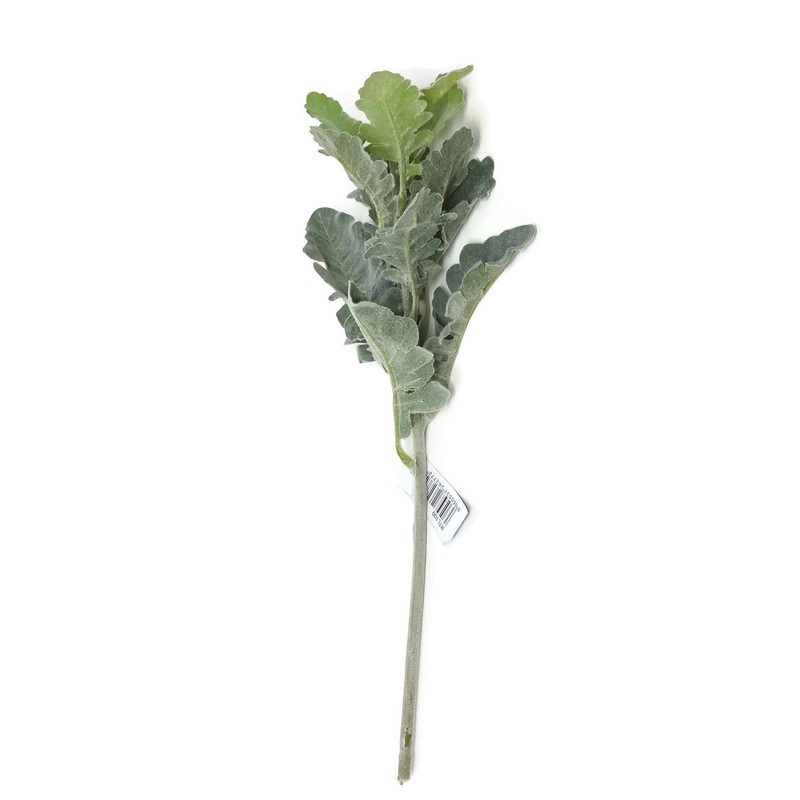 Dusty Miller Flocked Leaf Spray x 43cm