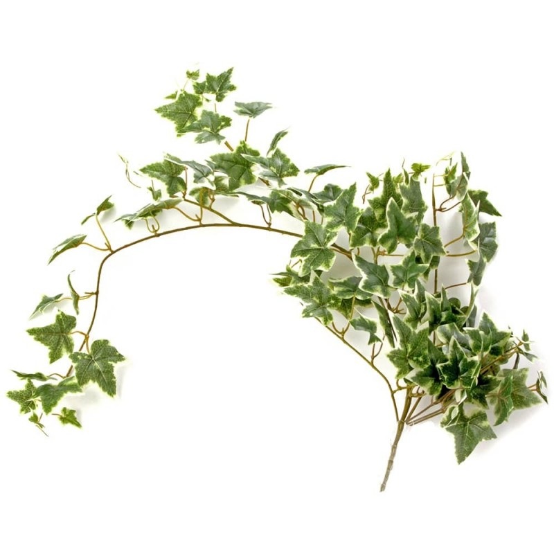 Ivy Trail Bush – Variegated x 82cm IB0111