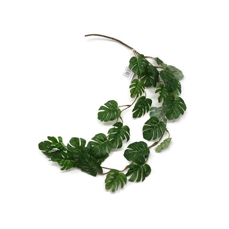 Monstera Mini Leaf Trail x 68cm