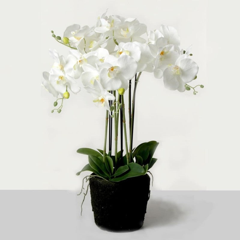Real Touch Potted Orchid Plant in Moss Style Pot x 58cm