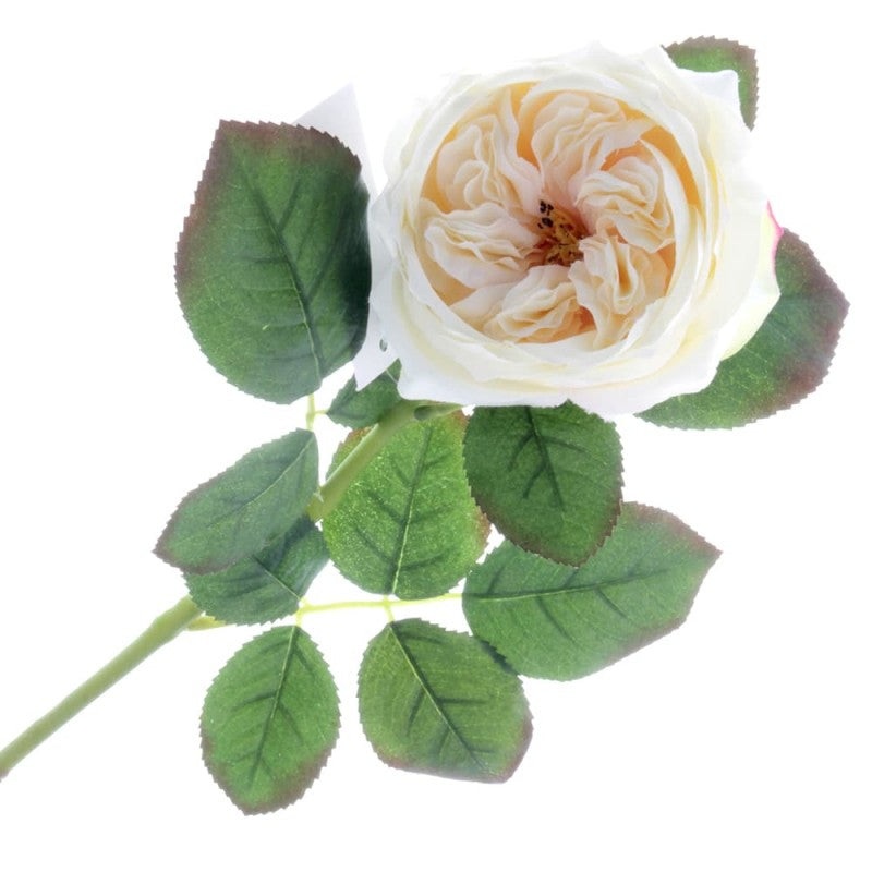 Garden Rose – Cream x 50cm long
