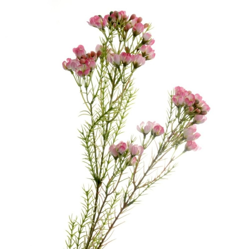 Wax Flower Spray x 77cm – Pink