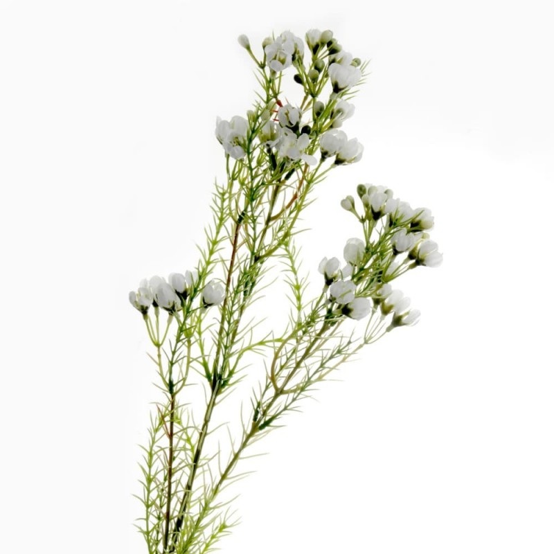 Wax Flower Spray x 77cm – White