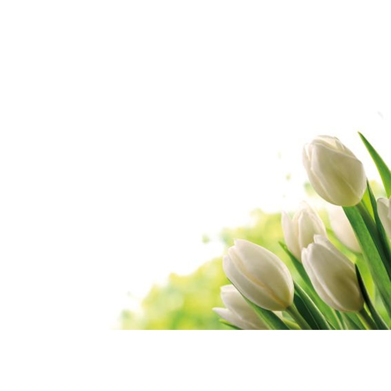 50 Blank  Florist Cards – Ivory Tulips