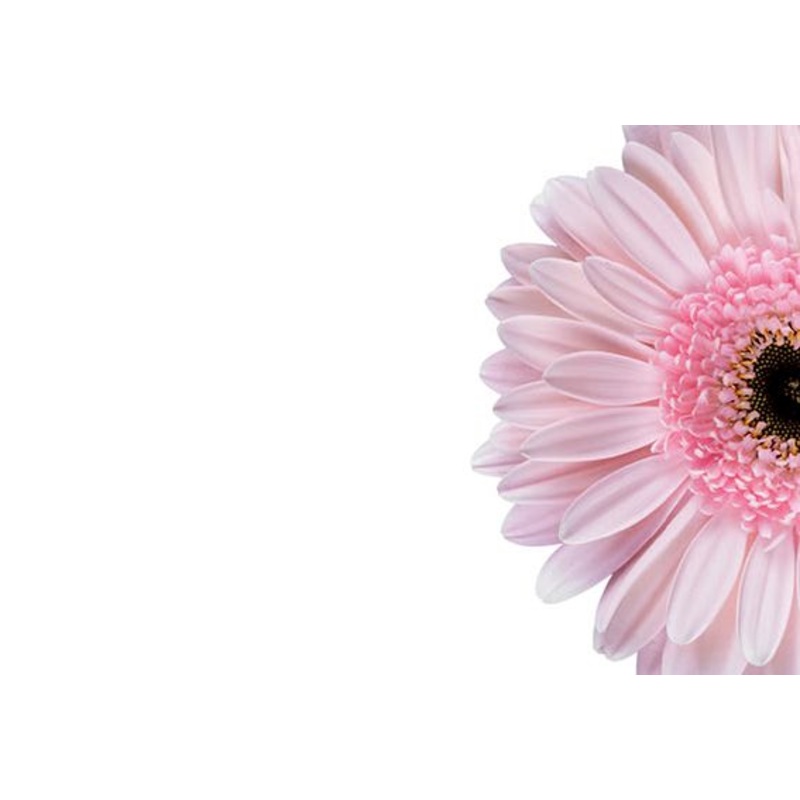 50 Blank Florist Cards – Pale Pink Gerbera
