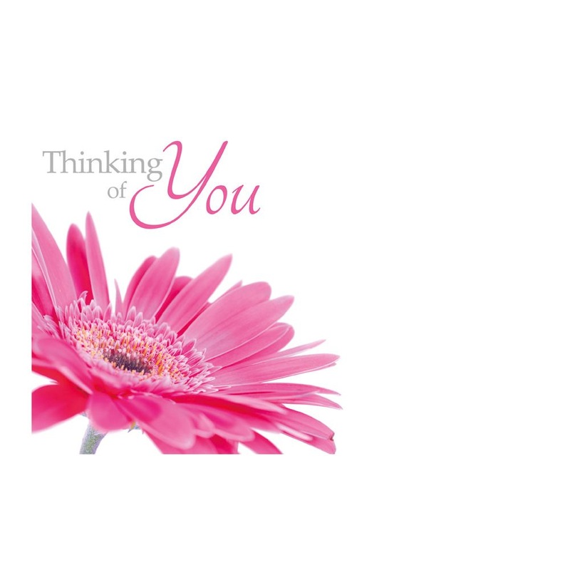 50 Thinking of You   Florist Cards – Pink Gerbera