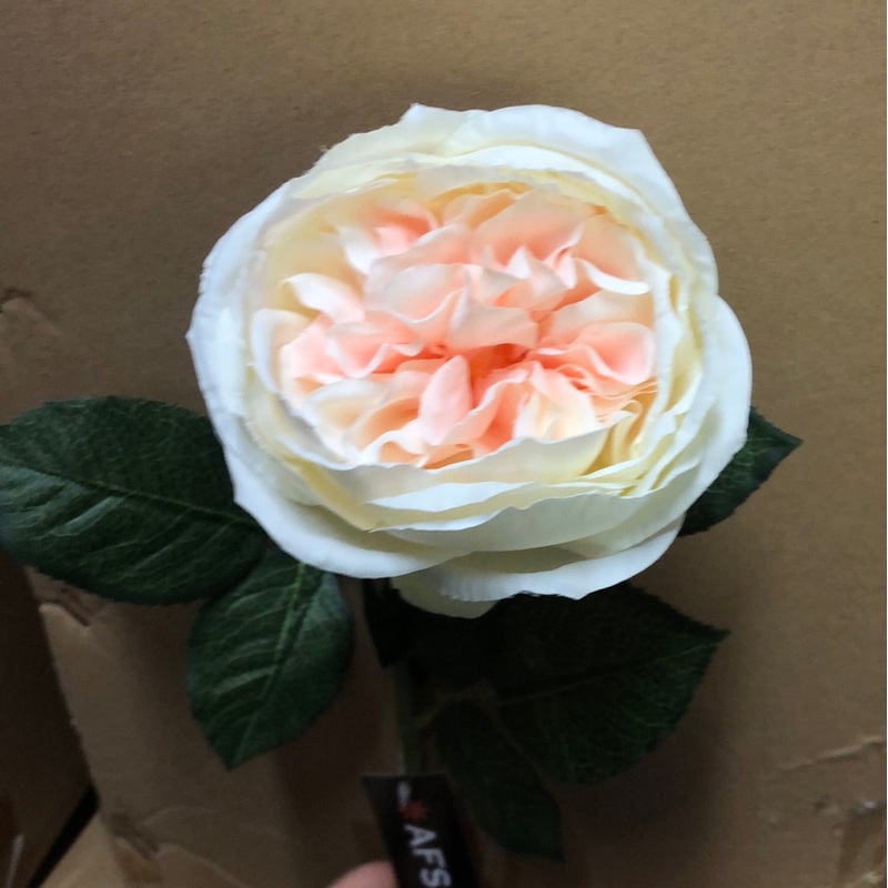 Blush Two Tone , Austin Rose x 68cm – Single Stem