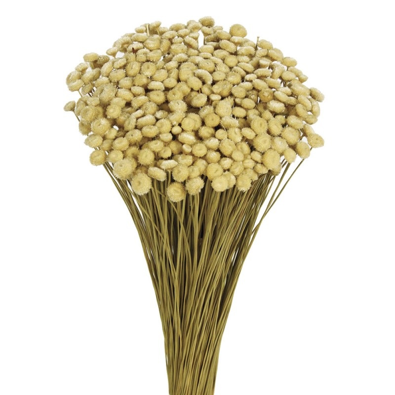 Amarelino – Natural – 45cm tall – 120g