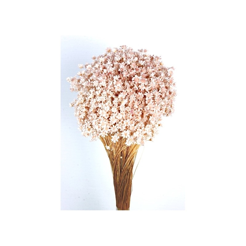 Dried Glixia – Antique Mauve x 50cm tall – 50g