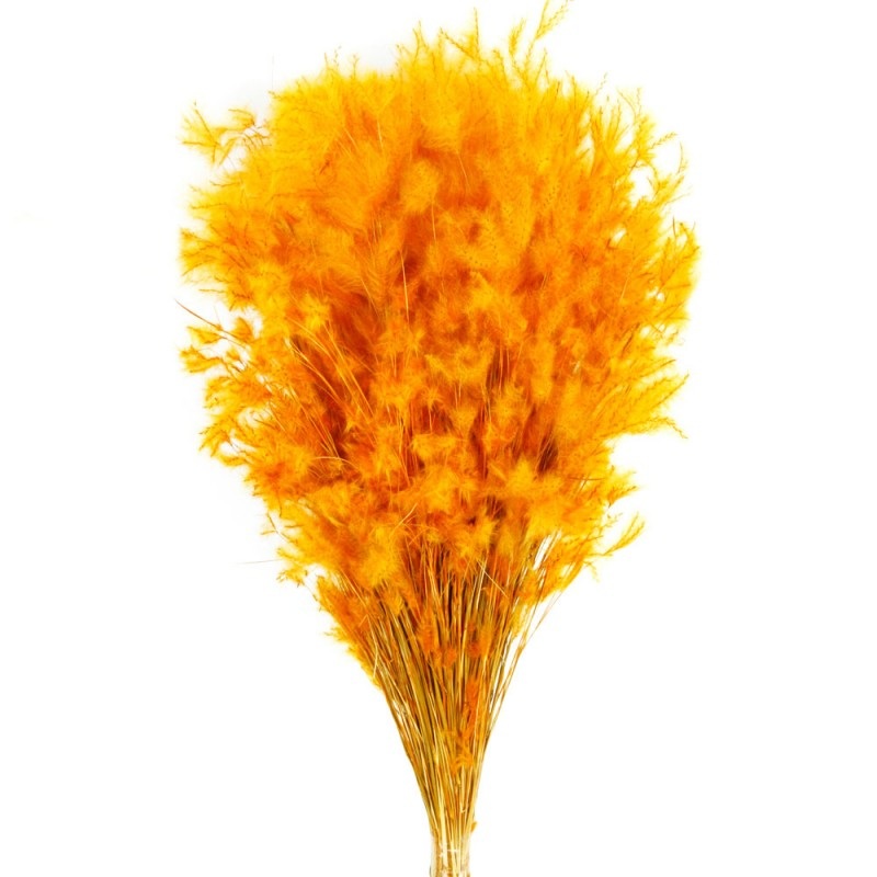Dried Pluminha 70cm Tall – 100g – Orange