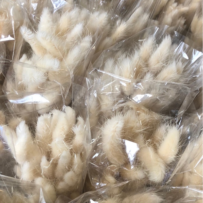 Dried Bunny Tail Bunch x 45cm – Natural