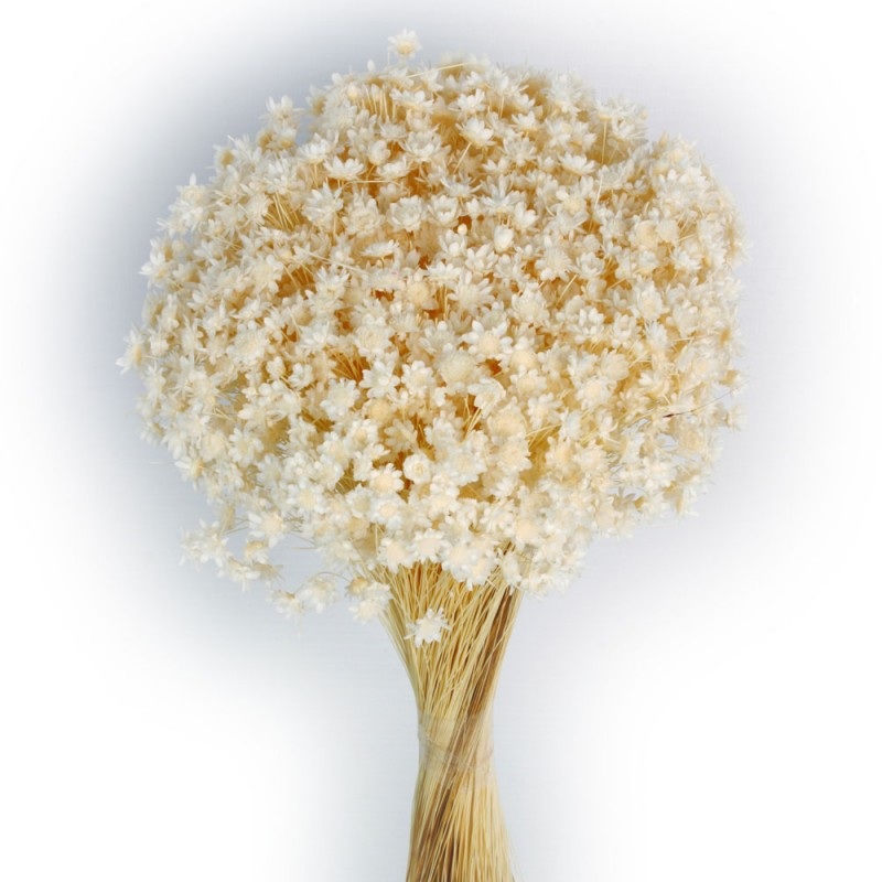 Dried Glixia – White  50cm tall – 50g