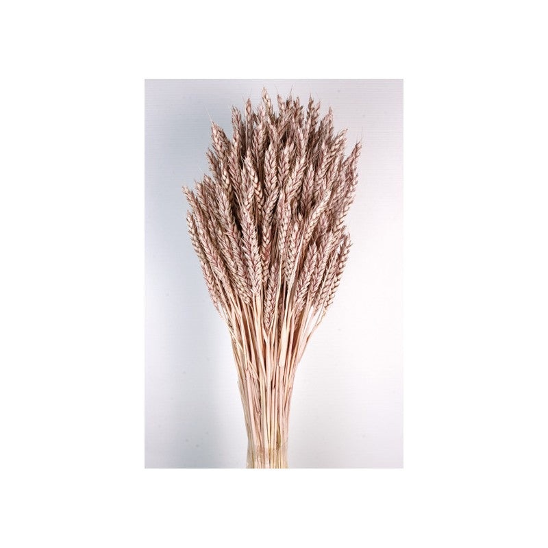 Dried Natural Wheat Grass Bunch – Antique Mauve – 60cm tall