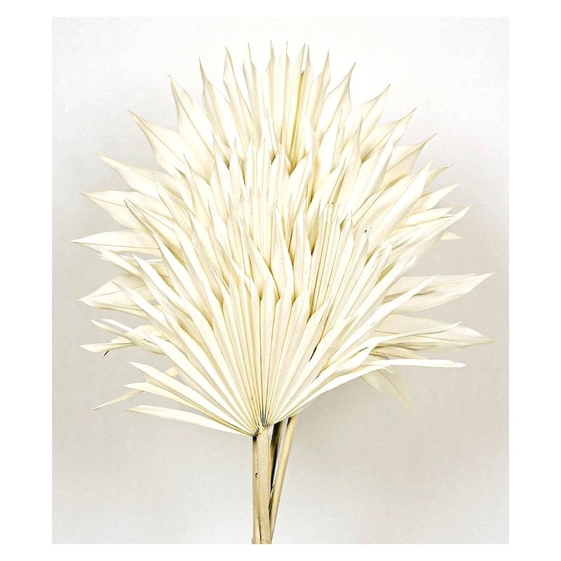 Dried Sun Palm – White – 6pcs per pk