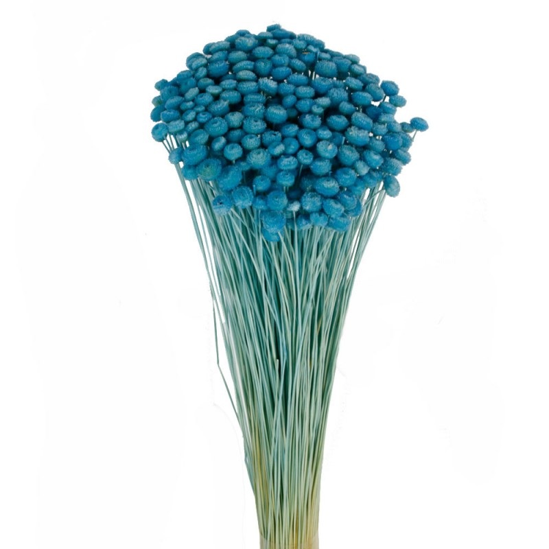 Amarelino – Blue- 45cm tall – 120g