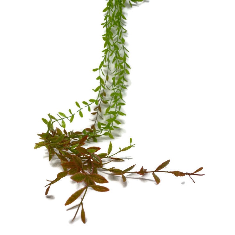 Green & Red Hanging Ruscus Leaf Trail x 90cm