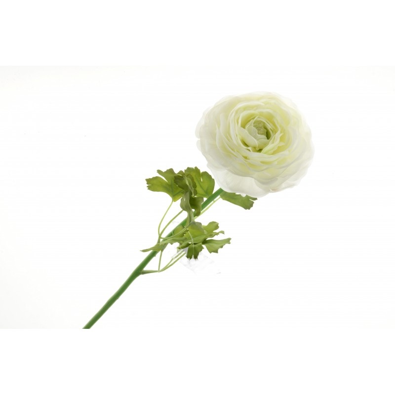 Single Stem Ranunculus Flower – 60cm long – Cream/Ivory