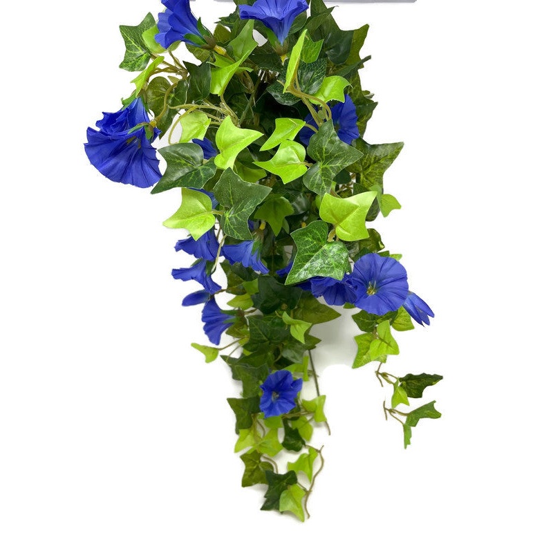Trailing Morning Glory 64cm – Blue