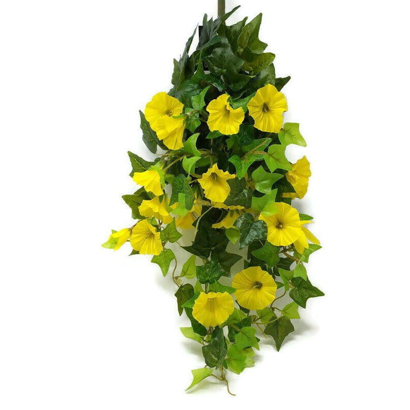 Trailing Morning Glory x 64cm – Yellow
