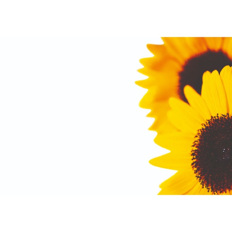 50 Blank Florist Cards  9 x 6cm – Sunflower