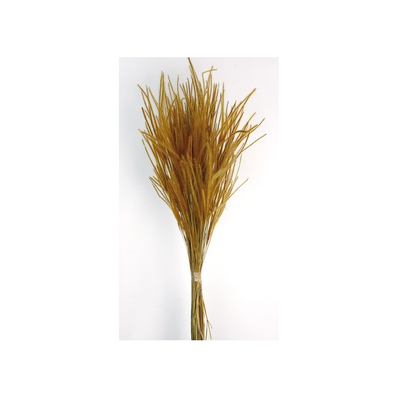 50g of Dried Ouro Grass – Natural – 60cm tall