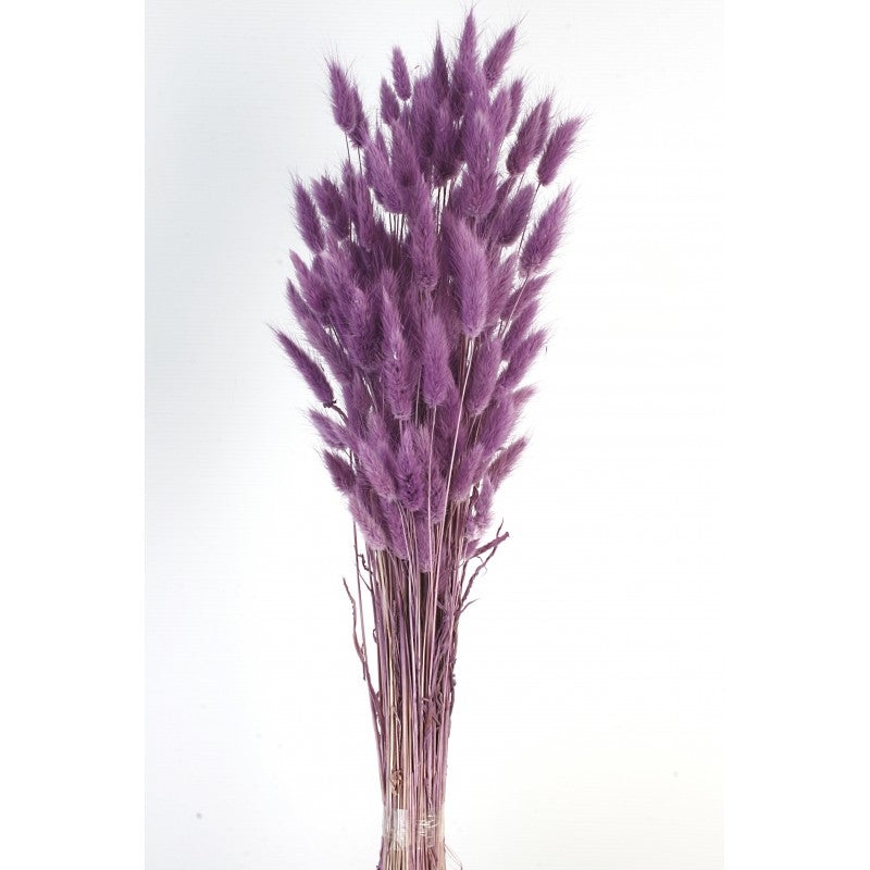 Bunny Tails Lagurus – Purple – 60cm Tall