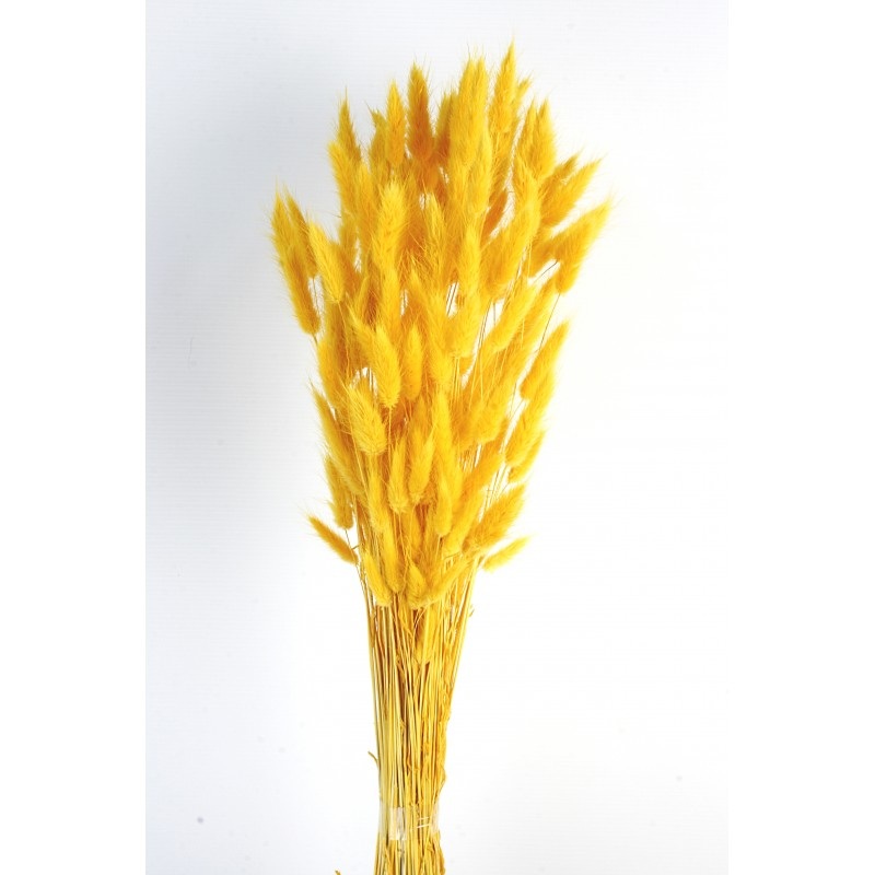 Bunny Tails Lagurus – Yellow – 60cm long