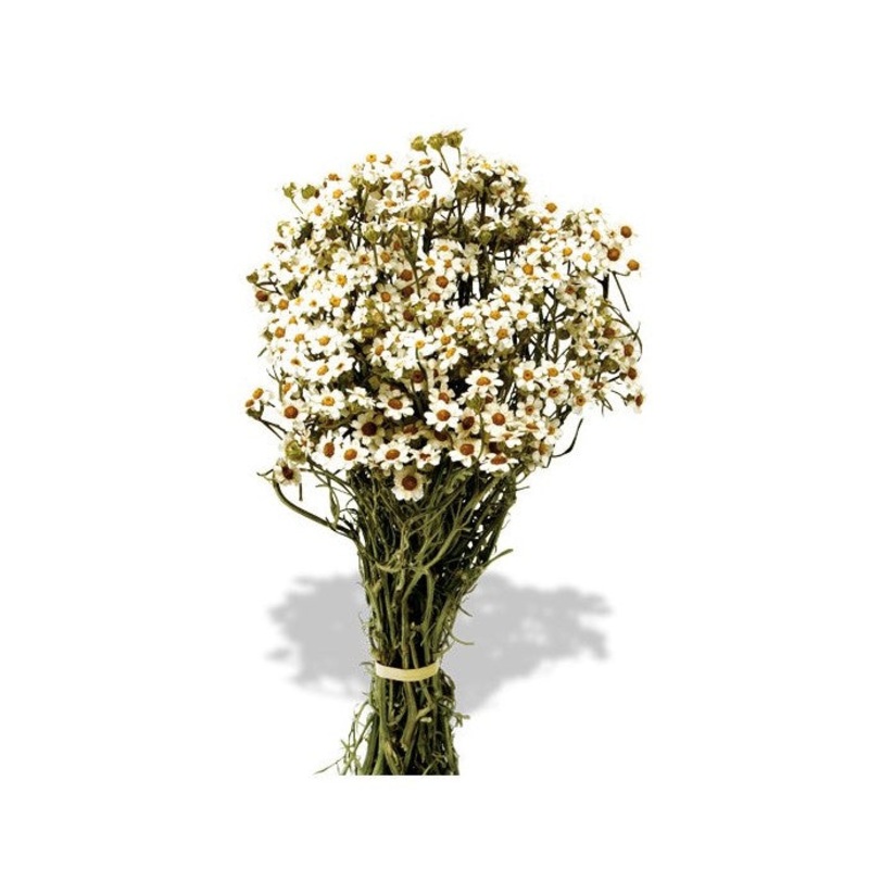 Dried Daisy Oxodia – Natural x 30cm Tall