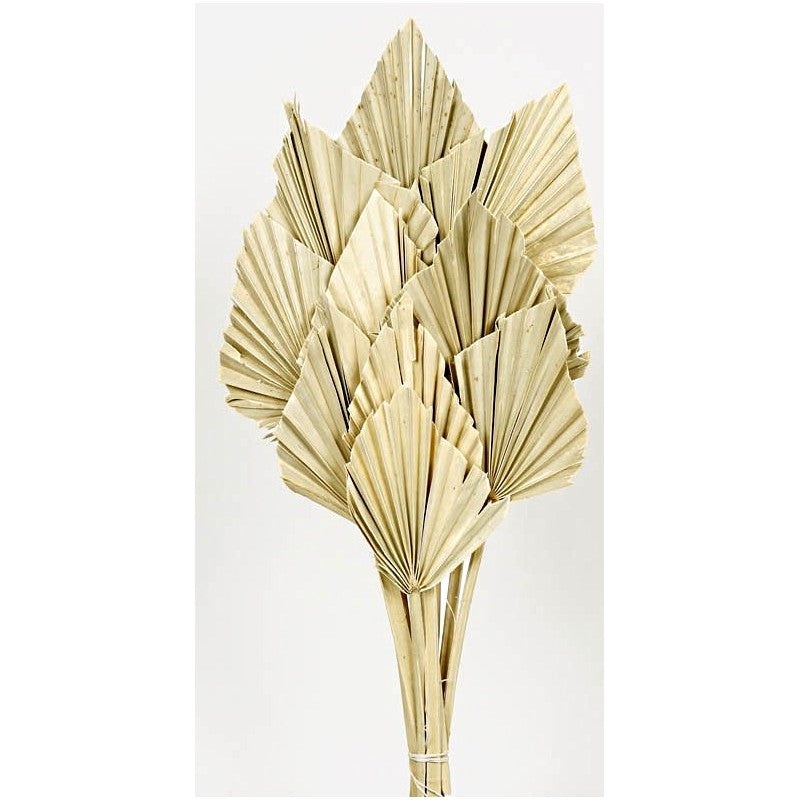Dried Natural Palm Spear 50cm tall – 10pcs per pk – Natural