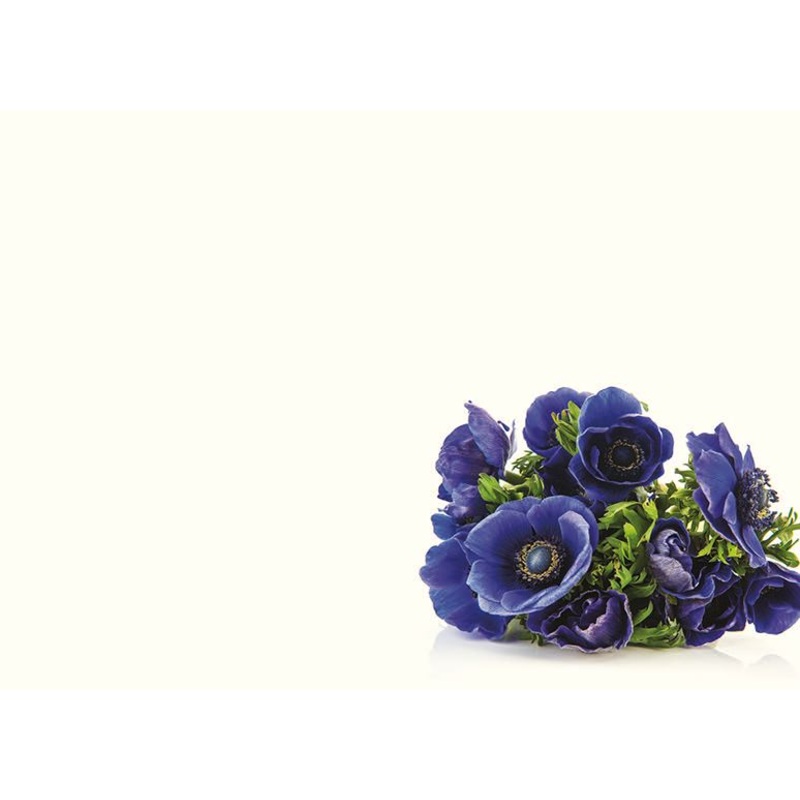 9 Large Blank Florist Message Cards – 12.5 x 9cm – Blue Anemone