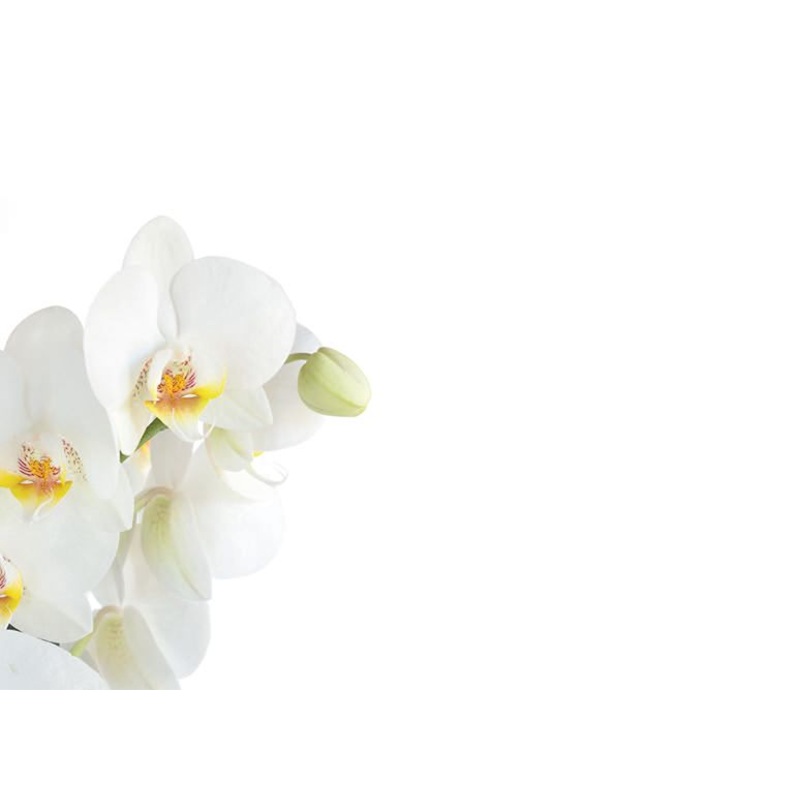 9 Large  Blank Florist Message Cards – 12.5 x 9cm – White Orchid