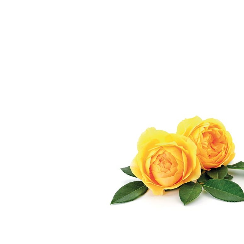 9 Large  Blank Florist Message Cards – 12.5 x 9cm – Yellow Peony