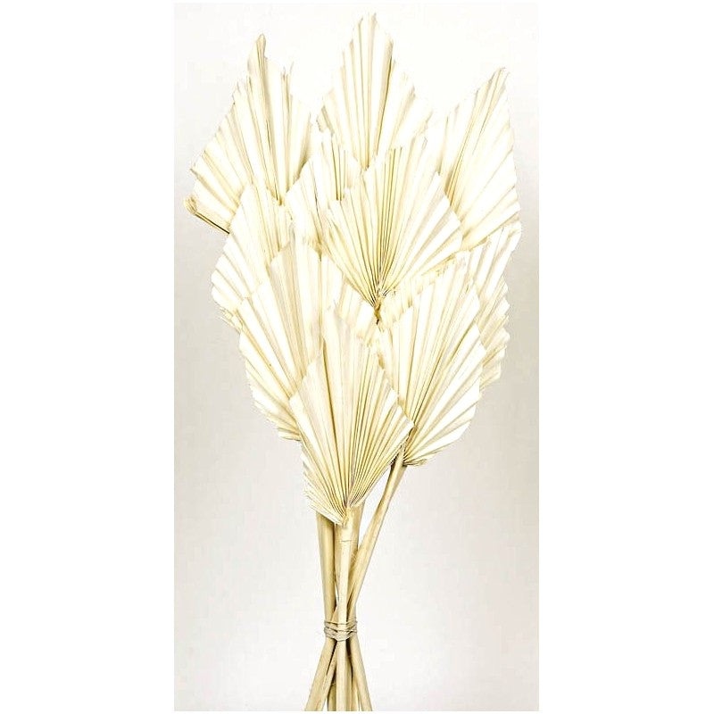 Natural Dried Palm Spear 50cm tall – 10pcs per pk – White